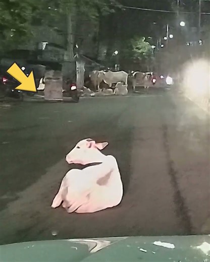 😯சாலையில் பசு😯 Cow on road saved #factsintamil #tamilshorts #amazingfactstamil