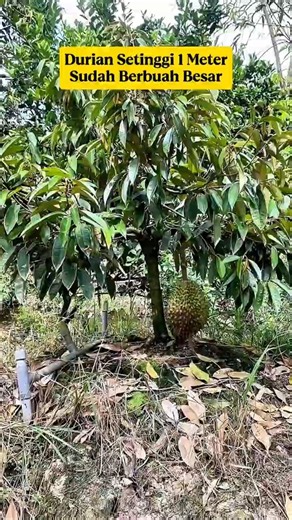 1-Meter Tall Durian Tree Already Bearing Large Fruit‼️ The Secret Rarely Known by Farmers⁉️
