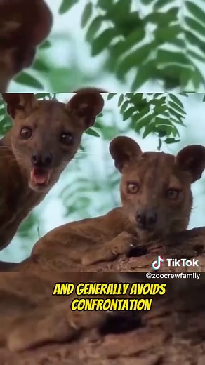 Zoocrewfamily on TikTok