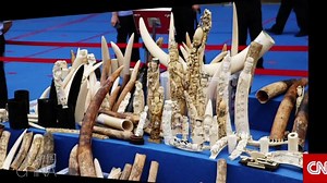 Finding illegal ivory online | CNN