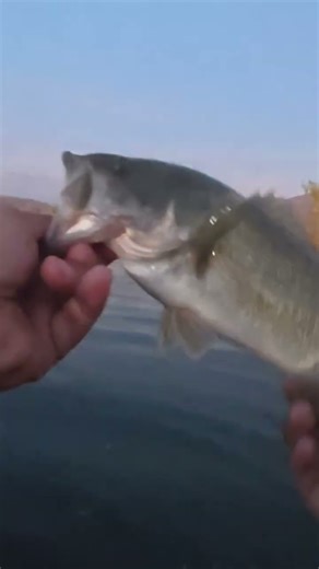 8 of 9 fish. 11.5.25 #lakeperrisfishing #zmanfishingproducts #bassfishing #subscribe