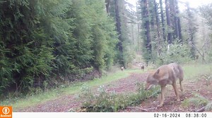 Coyotes… You may have heard the famous yips and howls of coyotes calling during the night, but did you know these clever canines can actually make up to 11 different vocalizations? Though they're wild animals, coyotes display many of the same behaviors as our domestic dogs – as seen here on camera at Mark West Creek, Calabazas Creek and Hood Mountain regional park and preserves – and show they can be just as active during the day as they are at night. These highly intelligent creatures are a key
