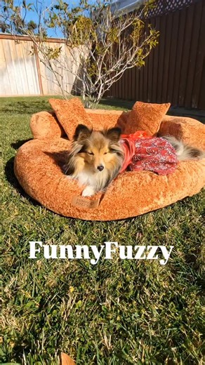 Archie & Abby 🌟 Dog Models/Pet Influencers on Instagram: "Once your dogs lay down… it’s game over 😅🐾 @funnyfuzzy_pet Luxe Diamond Velvet Removable Orthopedic Donut Dog Bed with Pillow – DreamNest ✨ ultra-soft diamond velvet ✨ orthopedic dual-layer support ✨ raised sides + pillow for cozy naps Would your pup love this? Use ARCHIEFF25 for 25% off #FunnyFuzzy #DreamNest #DogReels #funnyfuzzypet"