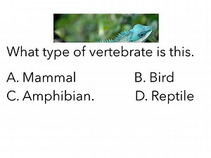 Animal Classification 5th PCMS