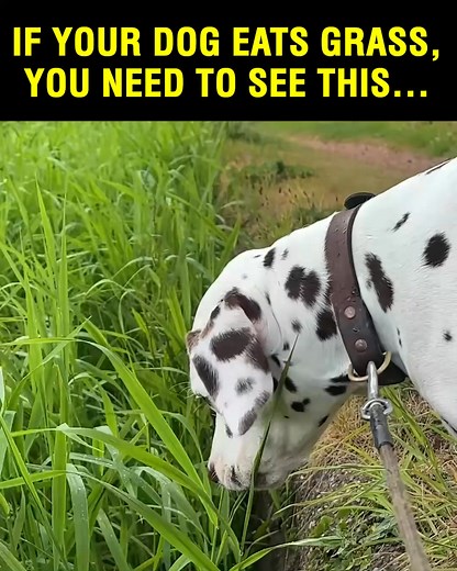 39 reactions | Is your dog always licking, scratching, or shaking...