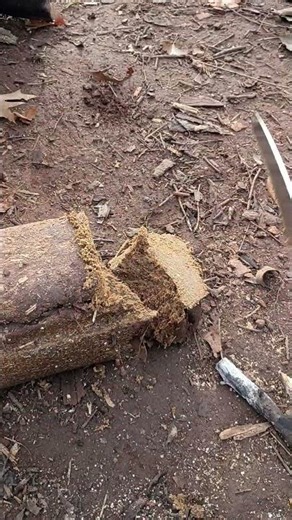 🐭 A trick to using Firelogs #survival #wildlife #tips #tricks #nature #camping #outdoors #bushcraft