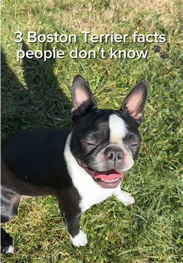 3 Surprising Facts About Boston Terriers You Didn't Know