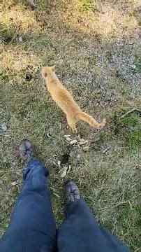 a cold Tuesday morning full of Sunshine 🌞🐈.. mountain colony #cat