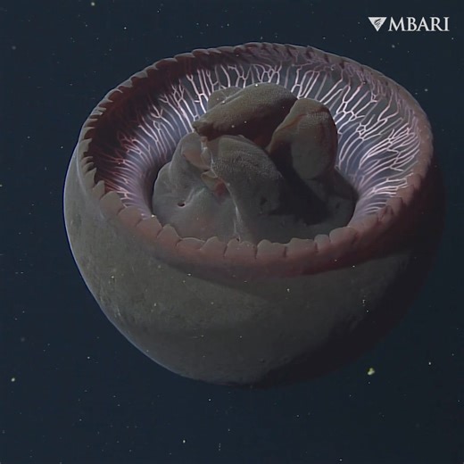 336K views · 1K reactions | The big red jelly is a giant living in...