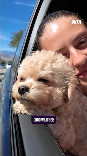 Come for Marta, stay for Mander and Chich 🐶 Watch the full vlog on YouTube now! 📺 #martakostyuk