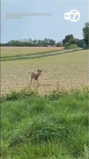 Police Share Footage of 'Drunk' Deer While Warning Rural Drivers
