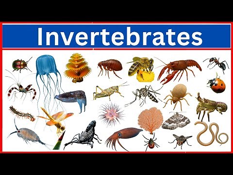 Discover the Incredible World of Invertebrates!