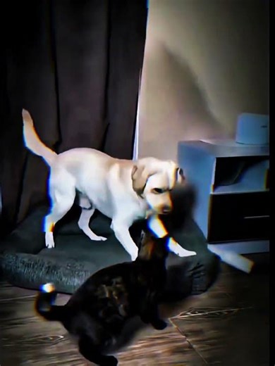 Cats Or dogs? #cat #cats #english #trend #dog