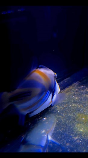 Humu Humu Trigger! State Fish of Hawaii: The Humuhumunukunukuāpuaʻa is Hawaii's state fish, and its name is the longest official fish name in the world. | The Fish and Coral Store