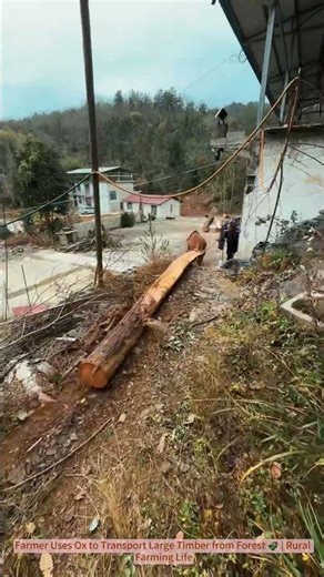 Farmer Uses Ox to Transport Large Timber from Forest 🌾 | Rural Farming Life