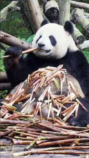 Adorable Panda Eating Bamboo Shoots | Wildlife Nature Clip #viralshort #reels #foryou