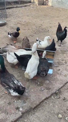 #ChickenFeeder#PoultryFarming#BackyardChickens#ChickenCare#SmartFarming