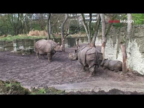 A Swiss rhinoceros breeding program