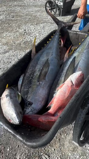 Still wheelin' em in! . . . Video & fish from @golongcharters #LCBA #LouisianaFishing #CharterBoatAssociation #Louisiana #InshoreFishing #OffshoreFishing #GoFishing #CoastalFishing | Louisiana Charter Fishing