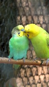 94 reactions · 12 comments | Beautiful Parakeet parrots, the small,...