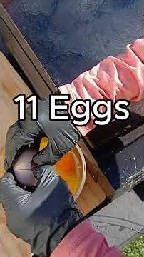 Fresh Eggs Straight From the Coop1 #garden #gardening #mybackyardgarden#homestead