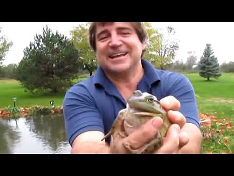 SAENSキン（海外のカエル）【Frog_mania】