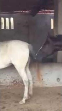 Beautiful male horse 🐎 mating wait female horse😱😱😨😐