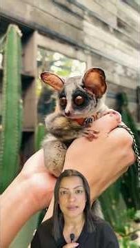 Have you ever seen a pet that looks like a toy? Meet the galago.