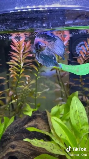 How to Treat Fin Rot in Bettas: Step-by-Step Guide