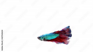 Siamese fighting fish (Betta splendens)