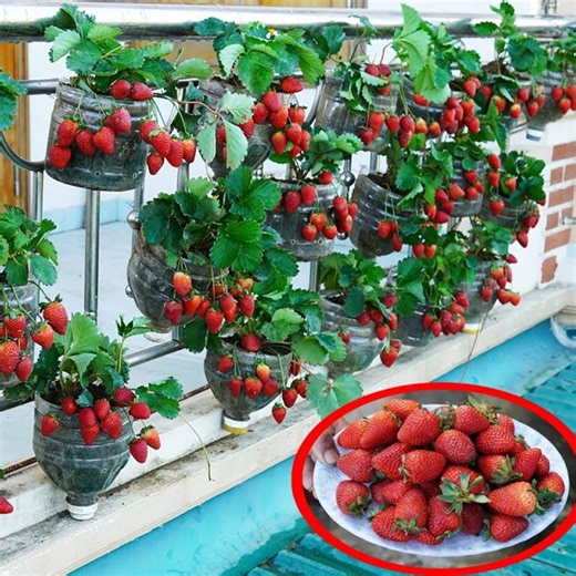 Growing Strawberries in Your Garden A How-To Guide 🍓🌱 | Great DIY Idea