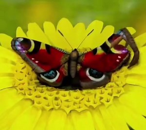 Amazing Woman transforms into a Butterfly