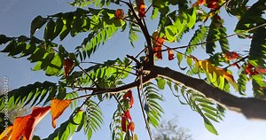 sumac tree in the autumn season with foliage changing color, changing the color of sumac foliage in autumn