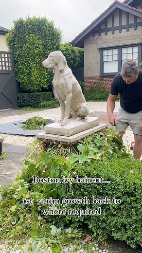 This is the best way to trim your Boston ivy plants… Cut, tidy & remove the large leaves to allow sunlight to get to the inner branches and promote new compact growth. #bostonivy #parthenocissus #andrewstarkgardens | Andrew Stark. Garden Design