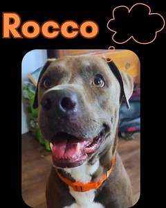 3.1K views · 43 reactions | If I had a human… We’d curl up under a...