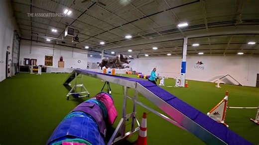 Why border collies usually win the agility contest at Westminster