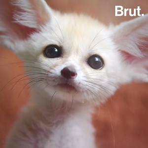 848K views · 14K reactions | Il vit dans le désert, il a d’immenses oreilles, et un pelage dense qui le protège du sable brûlant. Voici le fennec, le plus petit de tous les canidés. | Brut nature FR | Facebook