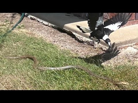 Magpie attack snake