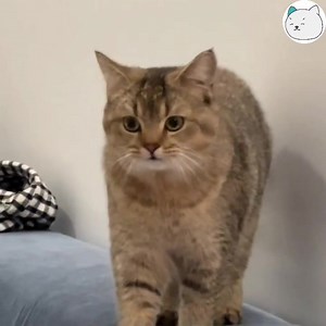 57K views · 4.8K reactions | "Dừng lại điiiii" -Phương- #meocomicsofficial #yeuthucung #giaitri | Méo | Facebook