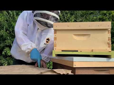 Merging / Combining Two Hives Using the Newspaper Method - (Rec 8/13)