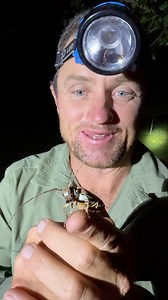 Look at this alien! One of my favorite things is looking for little creatures at night, like this longhorn beetle – seems like he is from outer space! 🌍🙌🏻 #wildlifeconservation #africanimals #reillytravers | Reilly Travers
