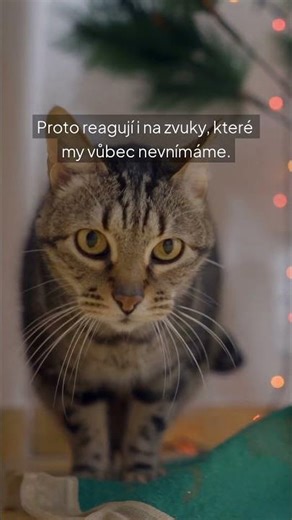 Kolik zvuků dokáže rozlišit kočka?