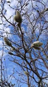 The healing power of early spring, early blooming of Magnolia tree.