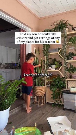 113K views · 27K reactions | “Mom can I take some plant cuttings for...