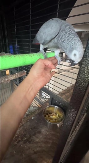 Nalah spotlight! (Don’t mind the songs from pitch perfect 2 movie!) scrambled eggs tonight!!!❤️🥚🍳