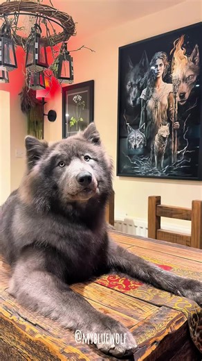Blue Wolf's Fascination with The Ring to Rule Them All