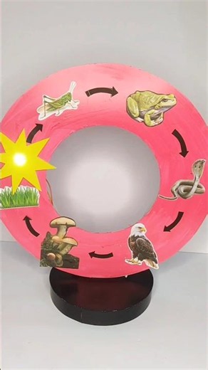 food chain model | science project #schoolproject #science #shorts