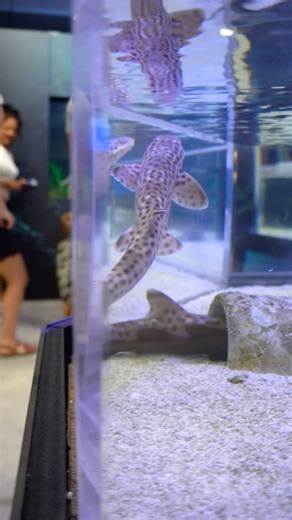 9.2K views · 281 reactions | 視麗 Discover the new coral catsharks at...
