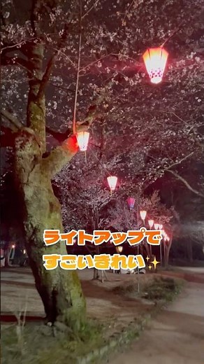 【富山観光】夜桜が綺麗な場所🌸「高岡古城公園」に行ってきました‼️ #富山 #富山県 #富山観光 #高岡 #高岡古城公園 #公園 #花見 #富山グルメ #グルメ #shorts #short