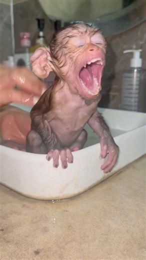 NaNa dozed off while I was bathing her.😚@Monkeynana168-e6t